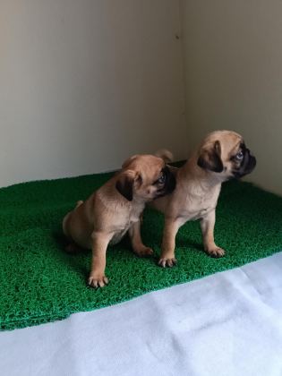 PİNK TAŞIYICI PUG
