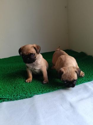 PİNK TAŞIYICI PUG