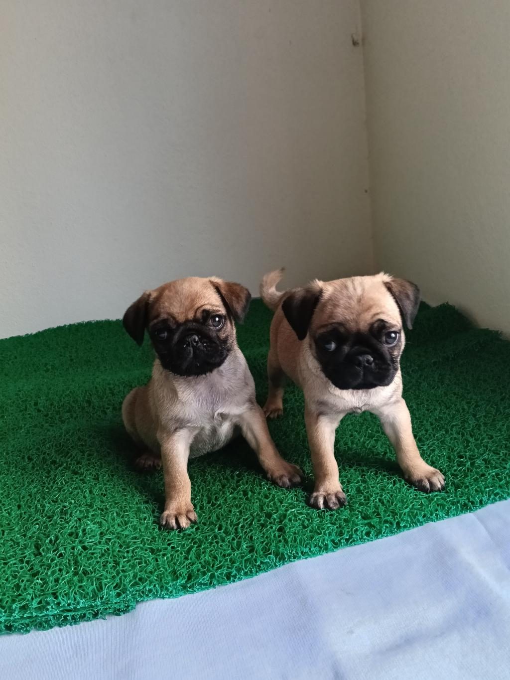 PİNK TAŞIYICI PUG