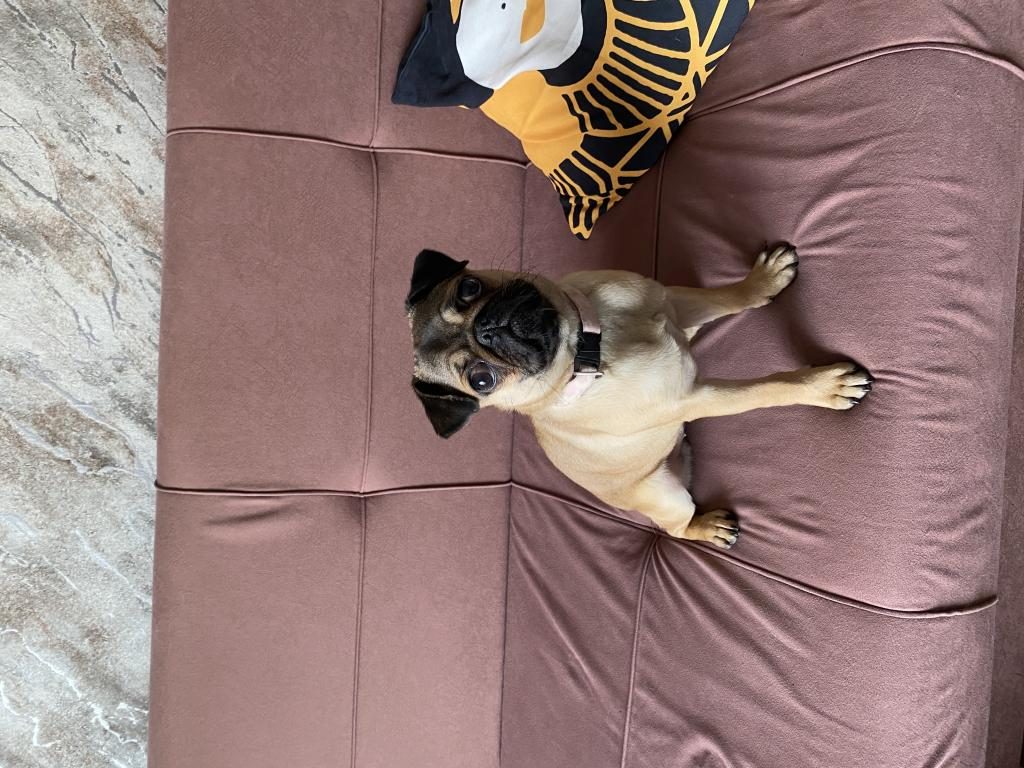 4.5 AYLIK DİŞİ SAF PUG KÖPEĞİM