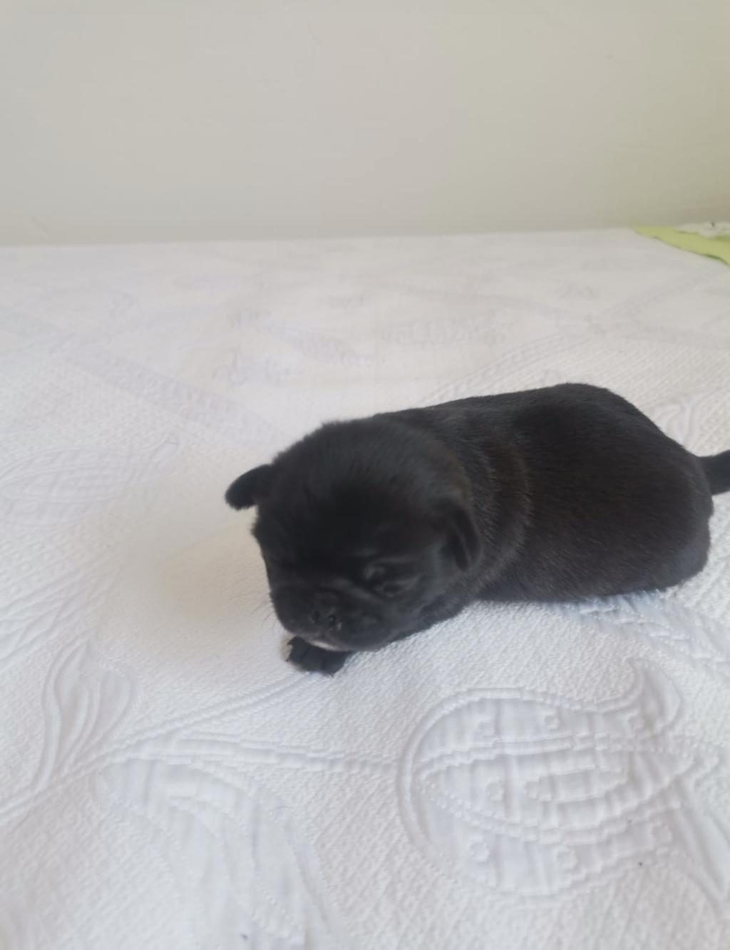 2 YAVRU ERKEK 1 DİŞİ GENÇ PUG