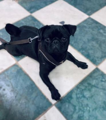 2 YAVRU ERKEK 1 DİŞİ GENÇ PUG
