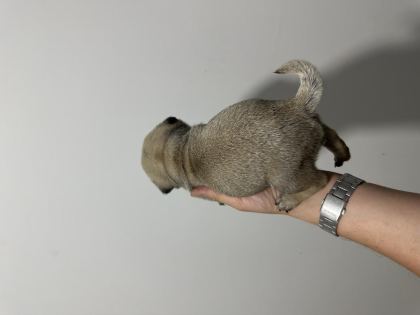 2 AYLIK PUG YAVRULAR