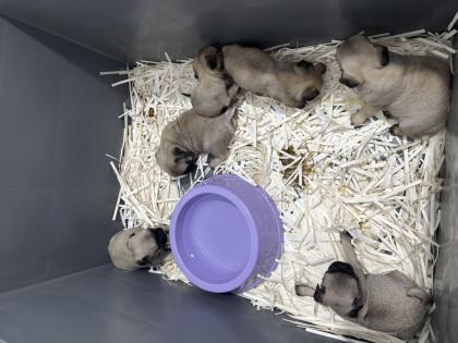 2 AYLIK PUG YAVRULAR