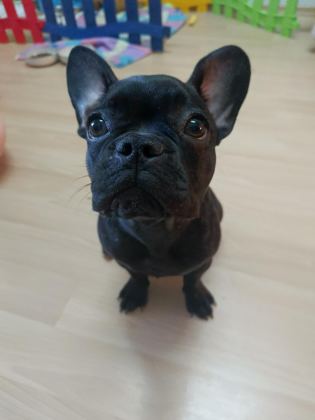 5 AYLIK FRANSIZ BULLDOG DİŞİ YAVRULARIM