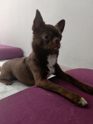 ŞİVAVA KÖPEĞİMİZ İÇİN GELİNİMİZ OLMAK İSTER MİSİNİZ?