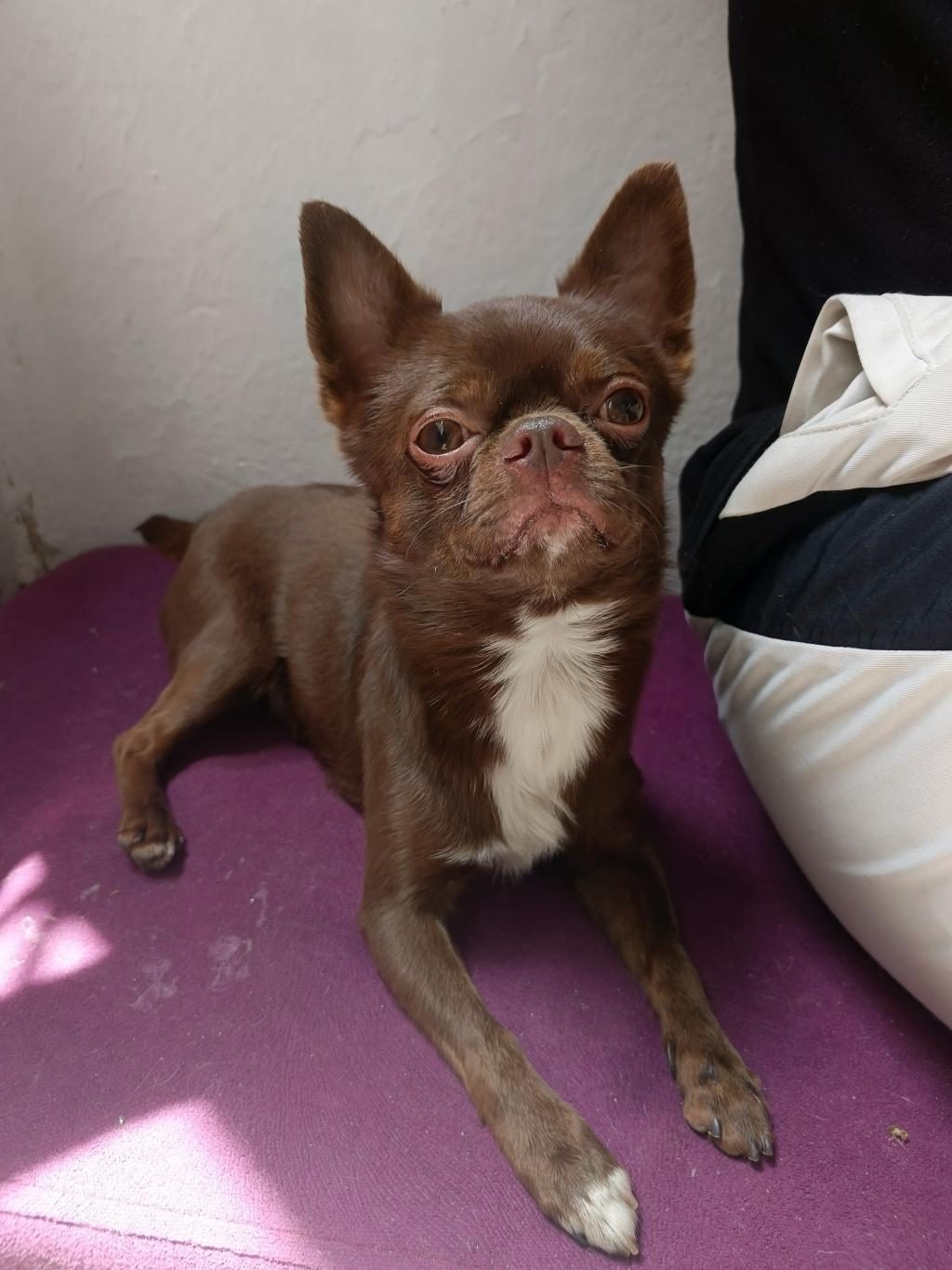ŞİVAVA KÖPEĞİMİZ İÇİN GELİNİMİZ OLMAK İSTER MİSİNİZ?