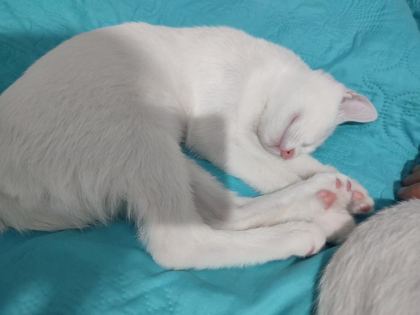 OZİ ANKARA CİNS YAVRU KEDİMİZ