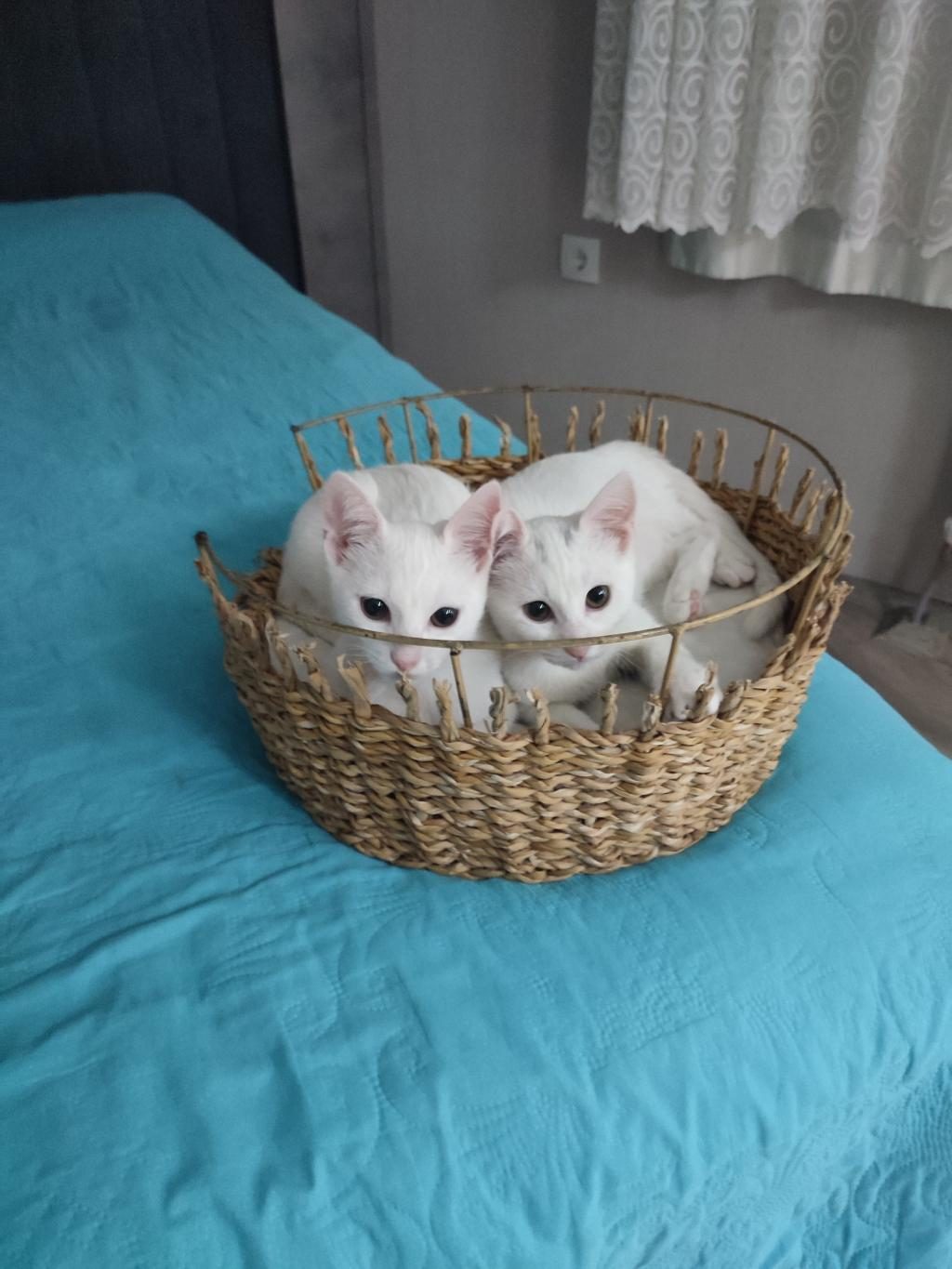 OZİ ANKARA CİNS YAVRU KEDİMİZ