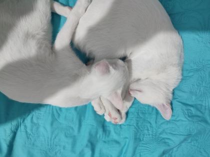 OZİ ANKARA CİNS YAVRU KEDİMİZ