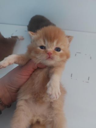 RED VE RED BICOLOR ERKEK KEDİLERİMİZ
