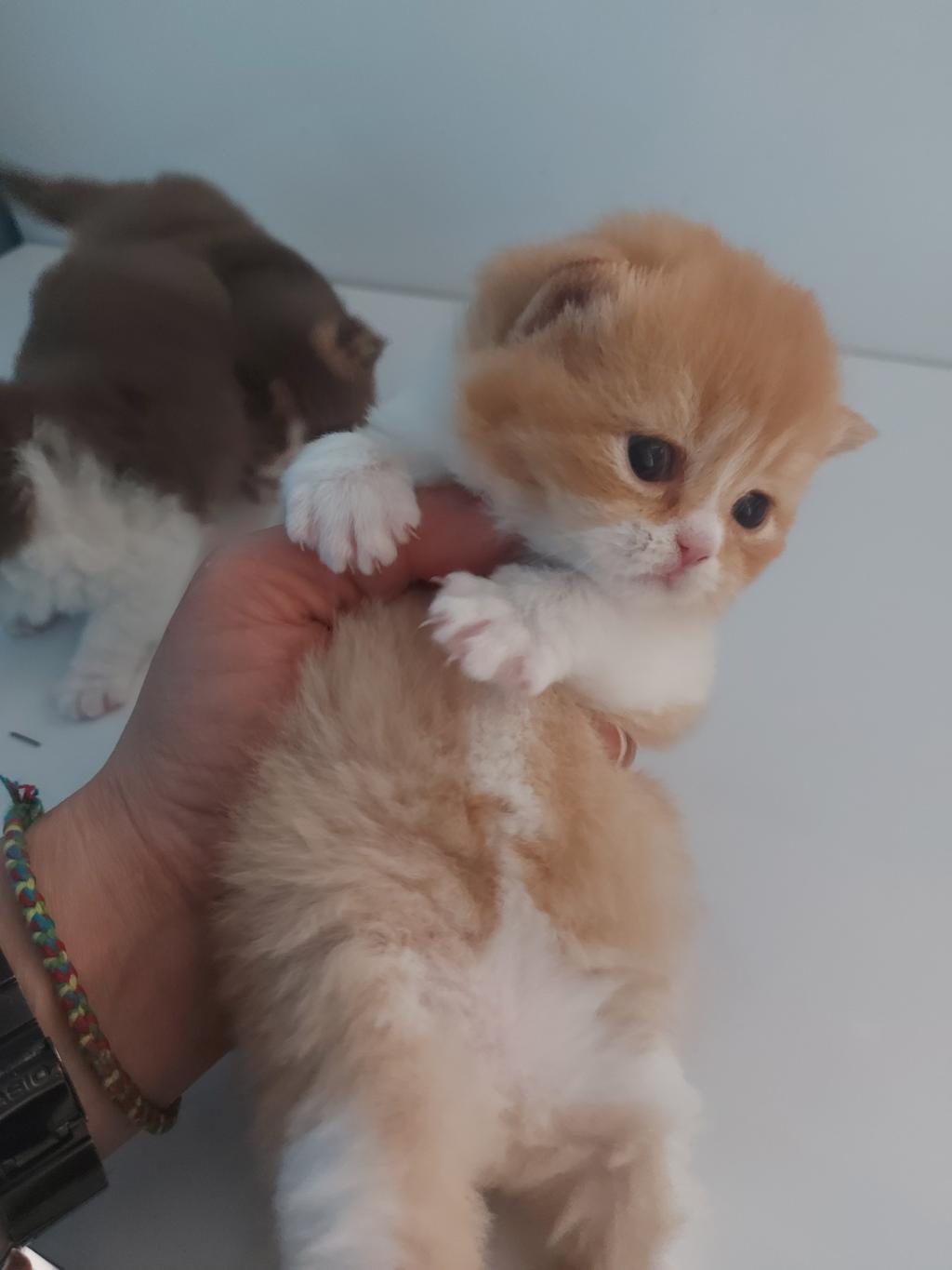 RED VE RED BICOLOR ERKEK KEDİLERİMİZ