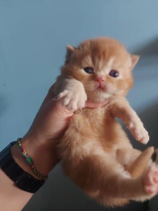 RED VE RED BICOLOR ERKEK KEDİLERİMİZ