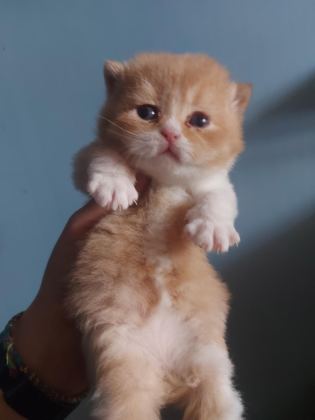 RED VE RED BICOLOR ERKEK KEDİLERİMİZ