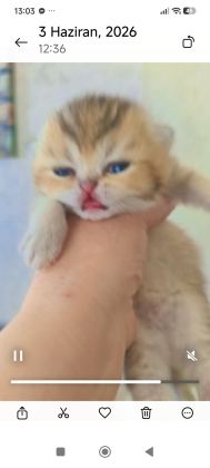 GOLDEN NY25 AYI SURAT KEDİMİZ