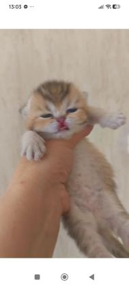 GOLDEN NY25 AYI SURAT KEDİMİZ