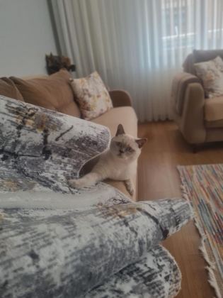 2 YAŞINDA ÜCRETSİZ SAHİPLENDİRİLECEK KEDİMİZ