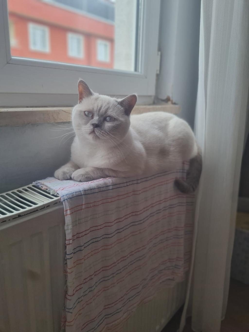 2 YAŞINDA ÜCRETSİZ SAHİPLENDİRİLECEK KEDİMİZ