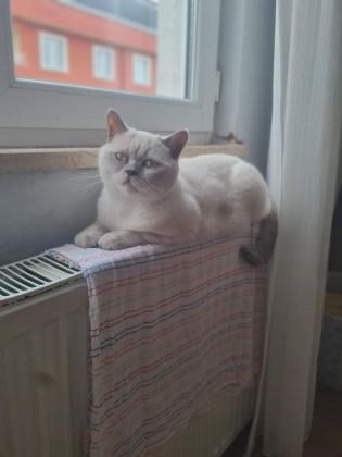 2 YAŞINDA ÜCRETSİZ SAHİPLENDİRİLECEK KEDİMİZ