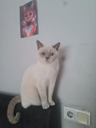2 YAŞINDA ÜCRETSİZ SAHİPLENDİRİLECEK KEDİMİZ