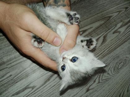 SICAK BİR YUVA ARIYORUZ KEDİMİZE