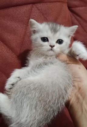 SICAK BİR YUVA ARIYORUZ KEDİMİZE