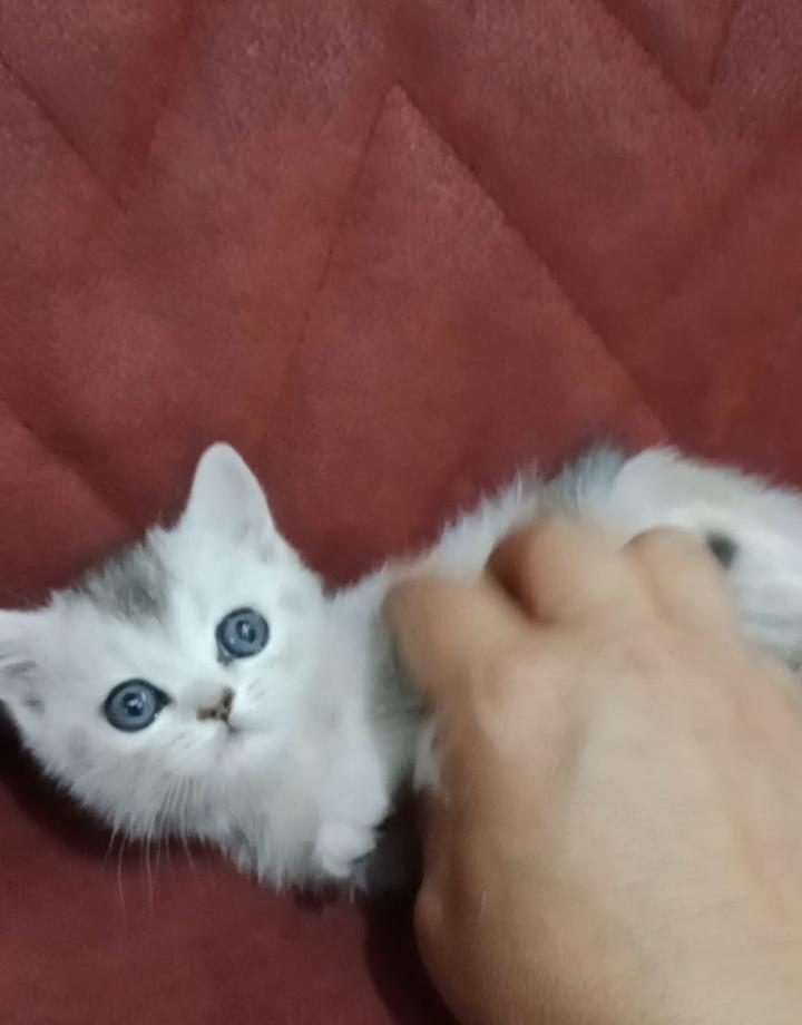 SICAK BİR YUVA ARIYORUZ KEDİMİZE