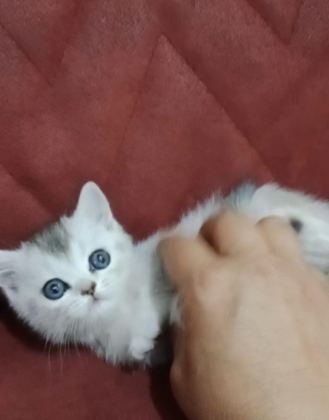 SICAK BİR YUVA ARIYORUZ KEDİMİZE