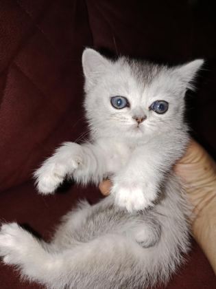 SICAK BİR YUVA ARIYORUZ KEDİMİZE