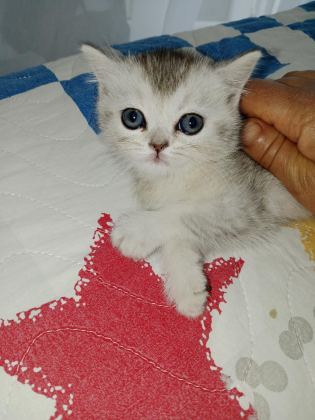 SICAK BİR YUVA ARIYORUZ KEDİMİZE