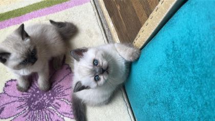 2 AYLIK YAVRU KEDİMİZE YENİ YUVA ARIYORUZ