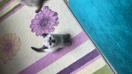 2 AYLIK YAVRU KEDİMİZE YENİ YUVA ARIYORUZ