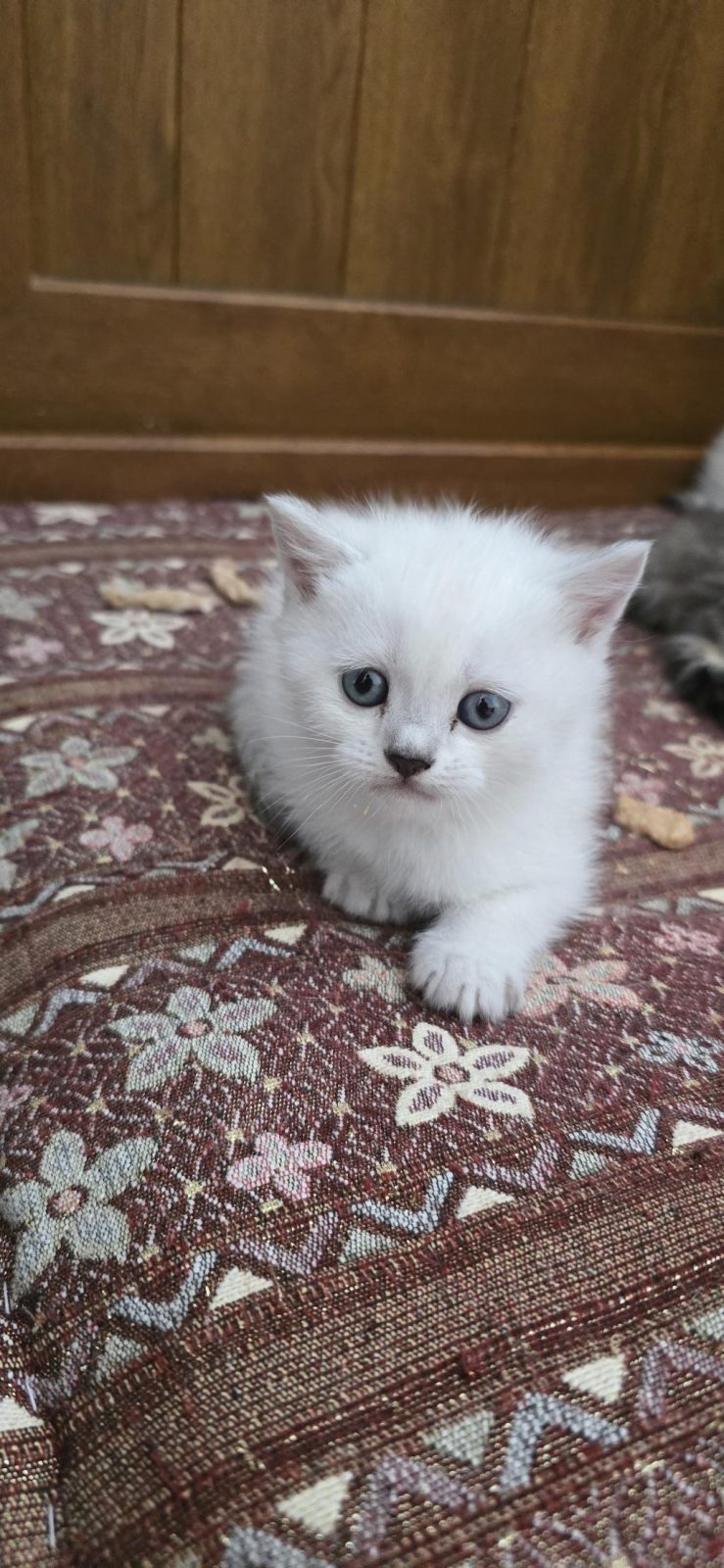 BRİTİSH VE BLUE POİNT YAVRU KEDİMİZ