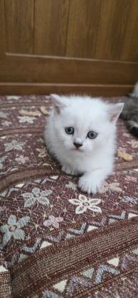 BRİTİSH VE BLUE POİNT YAVRU KEDİMİZ