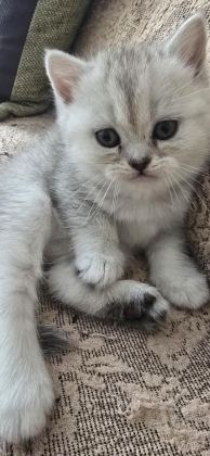 BRİTİSH VE BLUE POİNT YAVRU KEDİMİZ