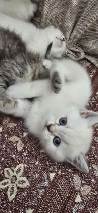 BRİTİSH VE BLUE POİNT YAVRU KEDİMİZ