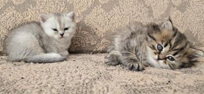 BRİTİSH VE BLUE POİNT YAVRU KEDİMİZ