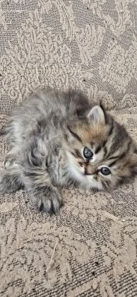 BRİTİSH VE BLUE POİNT YAVRU KEDİMİZ