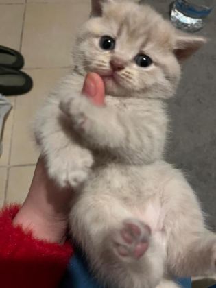 YAVRU KEDİMİZ YENİ AİLESİNİ ARIYOR ÜCRETSİZ