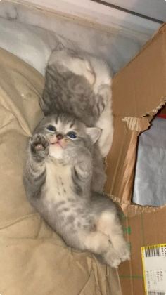 YAVRU KEDİMİZ YENİ AİLESİNİ ARIYOR ÜCRETSİZ