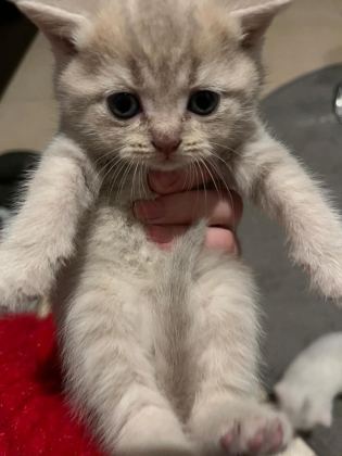 YAVRU KEDİMİZ YENİ AİLESİNİ ARIYOR ÜCRETSİZ