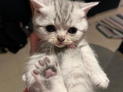 YAVRU KEDİMİZ YENİ AİLESİNİ ARIYOR ÜCRETSİZ