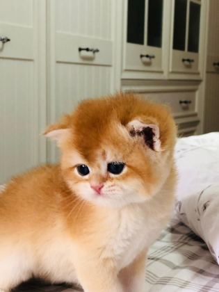 A KALİTE BRİTİSH SHORTHAİR GOLDEN YAVRULAR