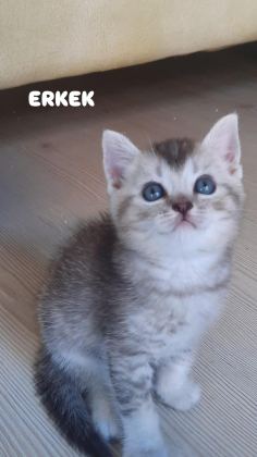 44 GÜNLÜK KEDİLER