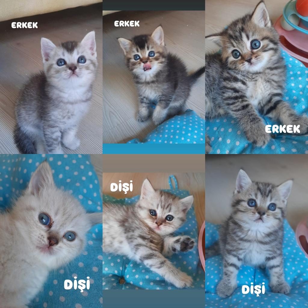44 GÜNLÜK KEDİLER