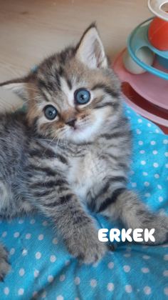 44 GÜNLÜK KEDİLER