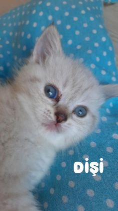 44 GÜNLÜK KEDİLER
