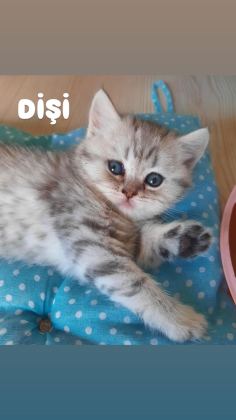 44 GÜNLÜK KEDİLER
