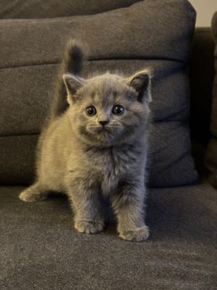 A KALİTE BRİTİSH YAVRULARIMIZ YENİ YUVALARINI ARIYORLAR