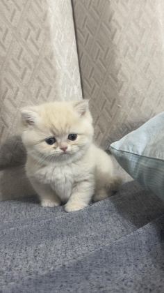 BRİTİSH SHORTHAİR GERÇEK GOLDEN